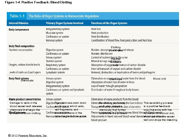Figure 1 -4 Positive Feedback: Blood Clotting accelerates Positive feedback loop Chemicals Damage to