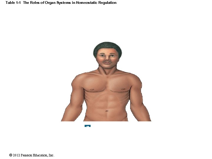 Table 1 -1 The Roles of Organ Systems in Homeostatic Regulation © 2012 Pearson