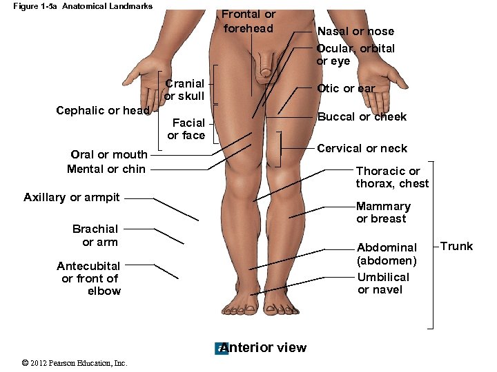 Figure 1 -5 a Anatomical Landmarks Frontal or forehead Cranial or skull Cephalic or