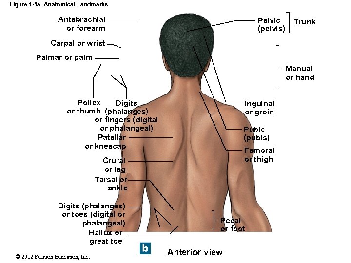 Figure 1 -5 a Anatomical Landmarks Antebrachial or forearm Pelvic (pelvis) Trunk Carpal or