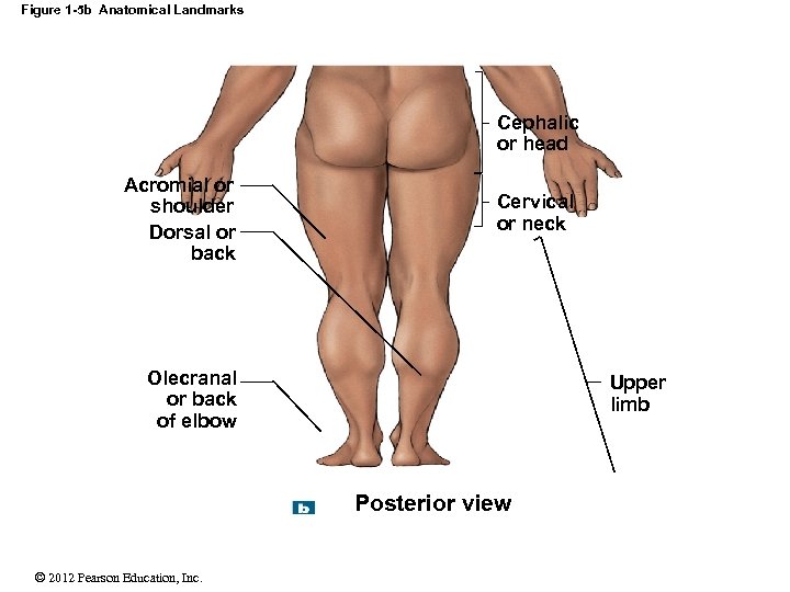 Figure 1 -5 b Anatomical Landmarks Cephalic or head Acromial or shoulder Dorsal or