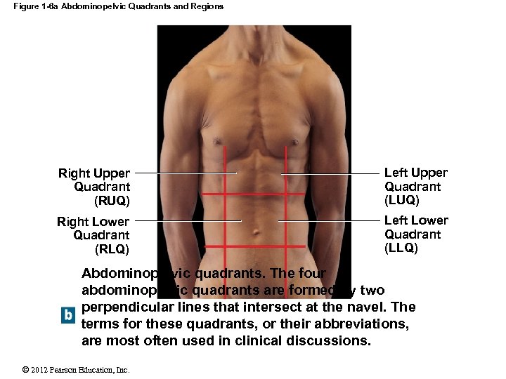 Figure 1 -6 a Abdominopelvic Quadrants and Regions Right Upper Quadrant (RUQ) Left Upper