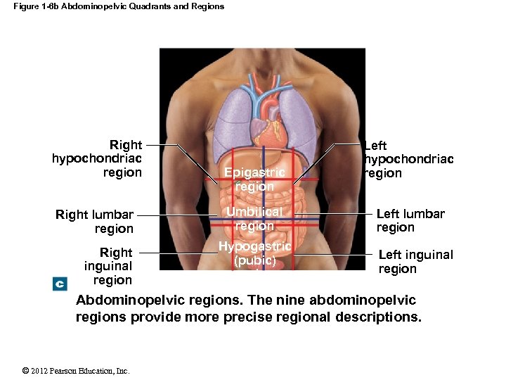 Figure 1 -6 b Abdominopelvic Quadrants and Regions Right hypochondriac region Right lumbar region