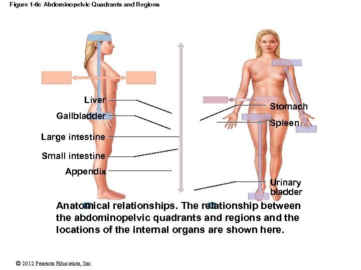Figure 1 -6 c Abdominopelvic Quadrants and Regions Liver Gallbladder Stomach Spleen Large intestine