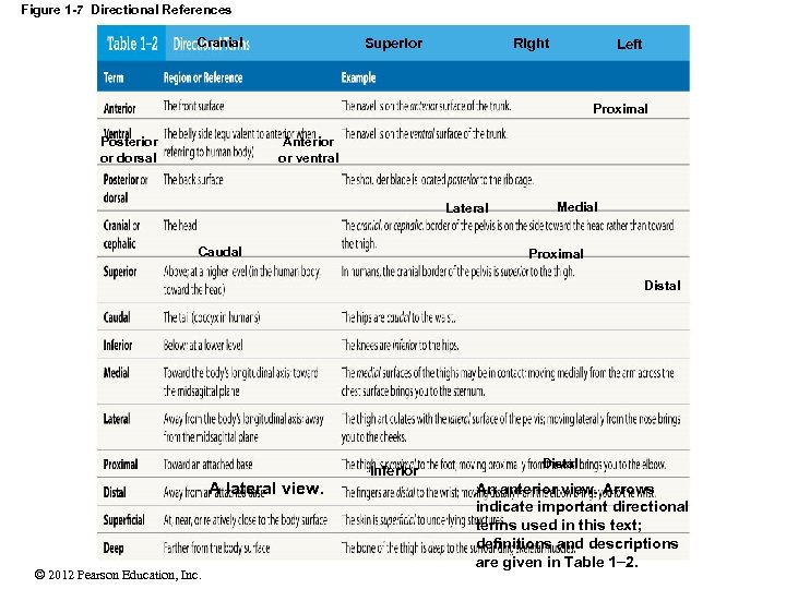 Figure 1 -7 Directional References Superior Cranial Right Left Proximal Anterior or ventral Posterior