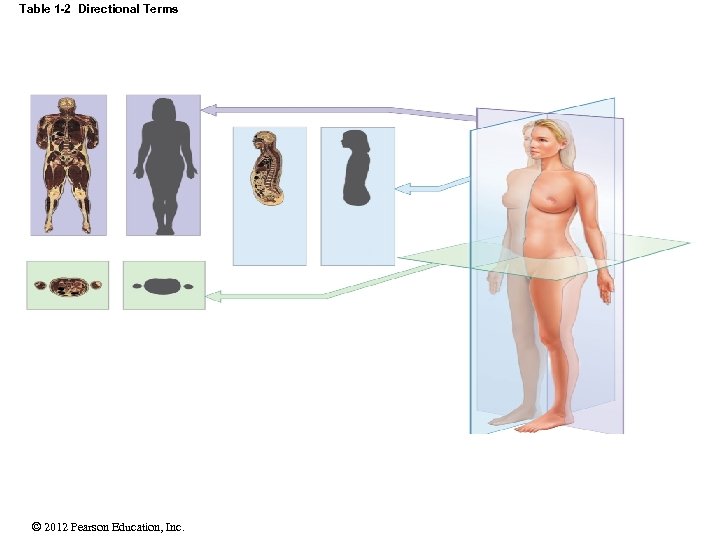 Table 1 -2 Directional Terms © 2012 Pearson Education, Inc. 