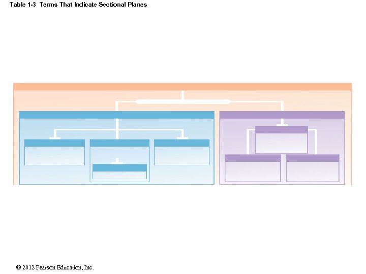 Table 1 -3 Terms That Indicate Sectional Planes © 2012 Pearson Education, Inc. 