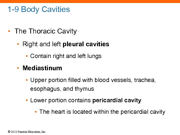 1 -9 Body Cavities • The Thoracic Cavity • Right and left pleural cavities