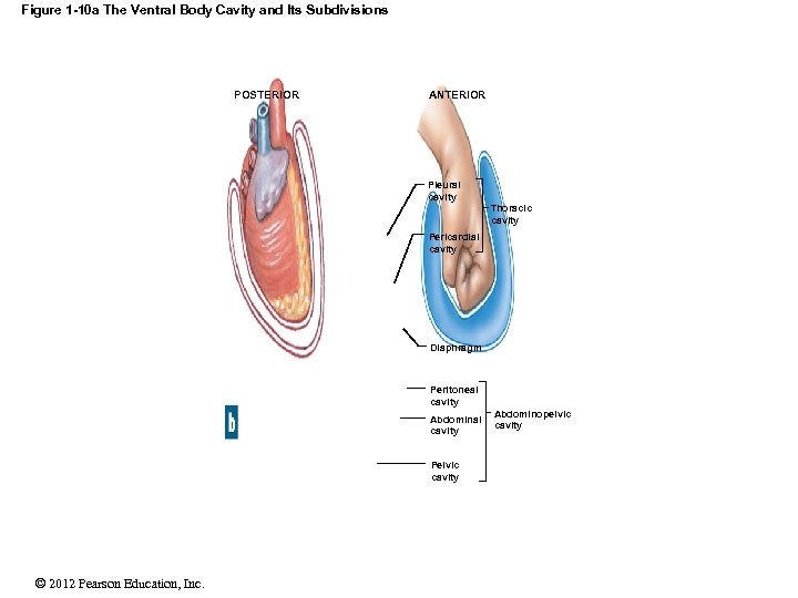 Figure 1 -10 a The Ventral Body Cavity and Its Subdivisions POSTERIOR ANTERIOR Pleural
