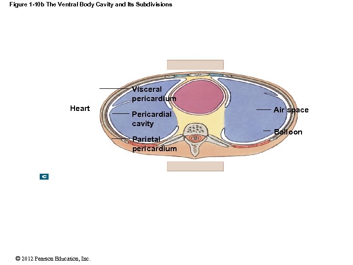 Figure 1 -10 b The Ventral Body Cavity and Its Subdivisions Visceral pericardium Heart