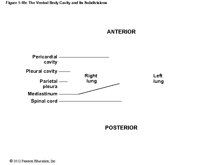Figure 1 -10 c The Ventral Body Cavity and Its Subdivisions ANTERIOR Pericardial cavity
