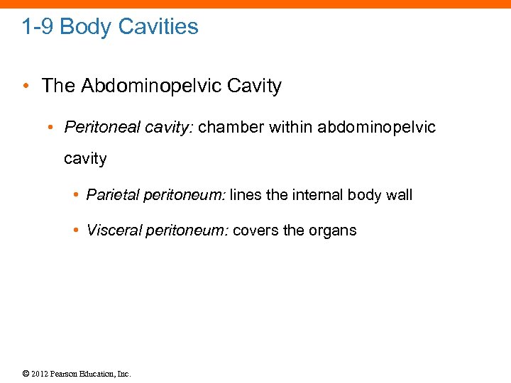 1 -9 Body Cavities • The Abdominopelvic Cavity • Peritoneal cavity: chamber within abdominopelvic
