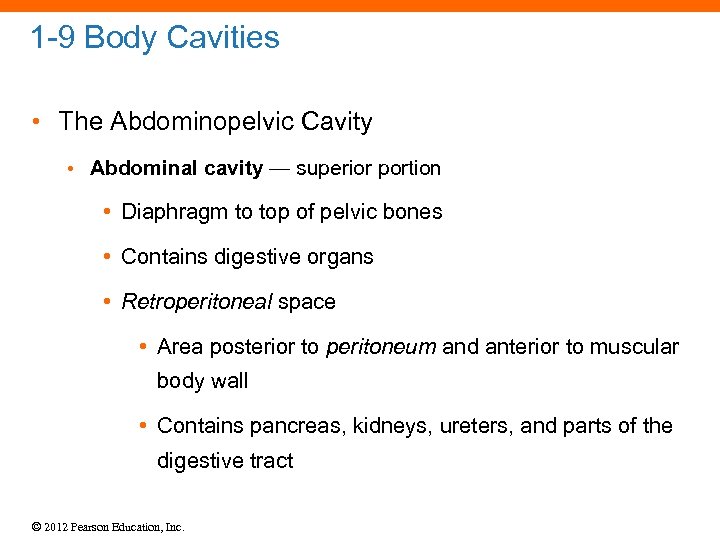 1 -9 Body Cavities • The Abdominopelvic Cavity • Abdominal cavity — superior portion