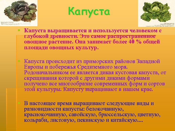 Капуста § Капуста выращивается и используется человеком с глубокой древности. Это самое распространенное овощное