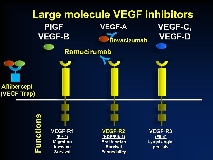 Large molecule VEGF inhibitors VEGF-A Y Pl. GF VEGF-B Bevacizumab VEGF-C, VEGF-D Y Ramucirumab