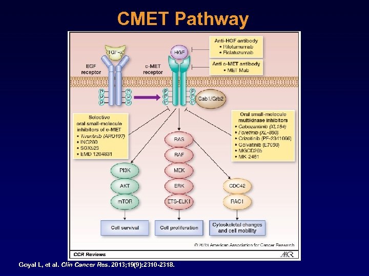 CMET Pathway Goyal L, et al. Clin Cancer Res. 2013; 19(9): 2310 -2318. 