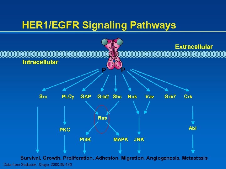 HER 1/EGFR Signaling Pathways Extracellular Intracellular P Src PLC GAP P Grb 2 Shc