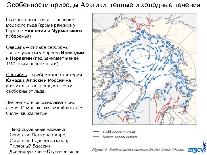 Особенности природы Арктики: теплые и холодные течения Главная особенность - наличие морского льда (кроме