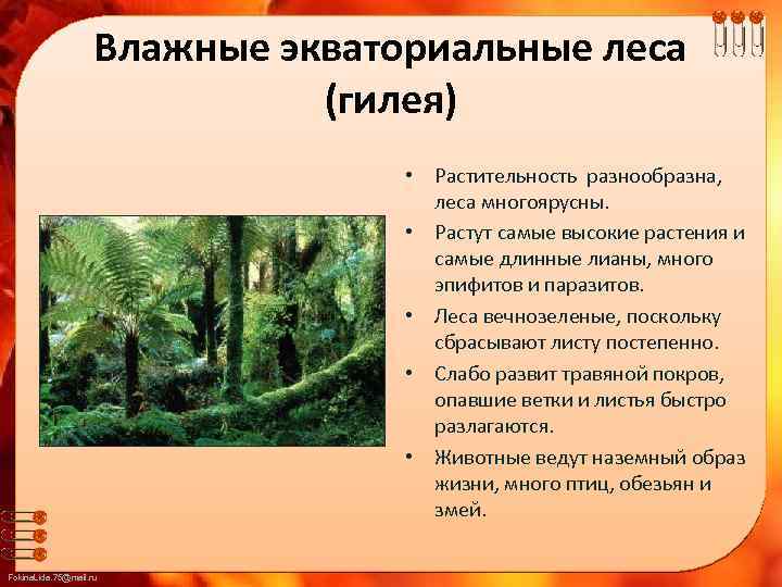 Влажные экваториальные леса растения