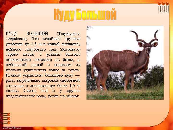 КУДУ БОЛЬШОЙ (Tragelaphus strepsiceros) Это стройная, крупная (высотой до 1, 5 м в холке)