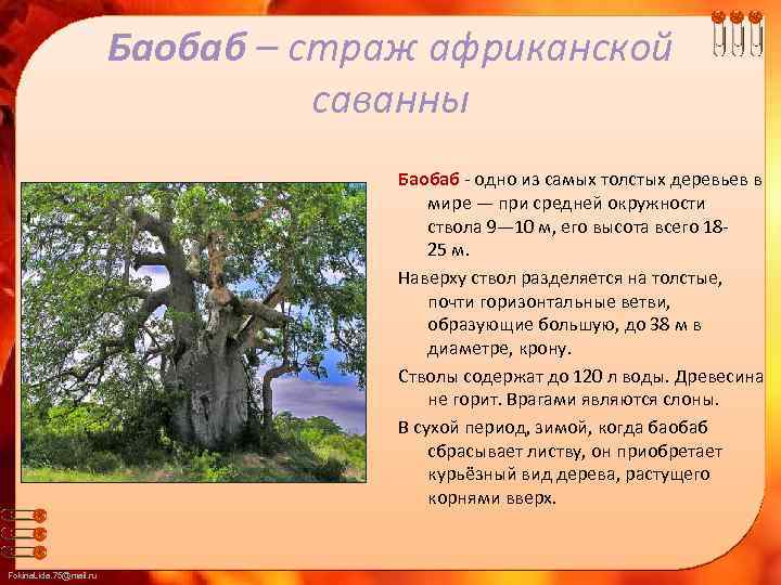 Баобаб – страж африканской саванны Баобаб - одно из самых толстых деревьев в Баобаб