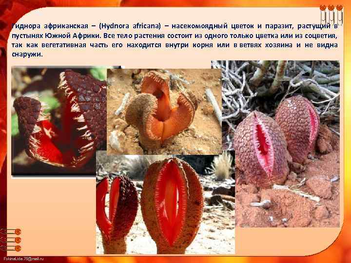 Гиднора африканская – (Hydnora africana) – насекомоядный цветок и паразит, растущий в пустынях Южной