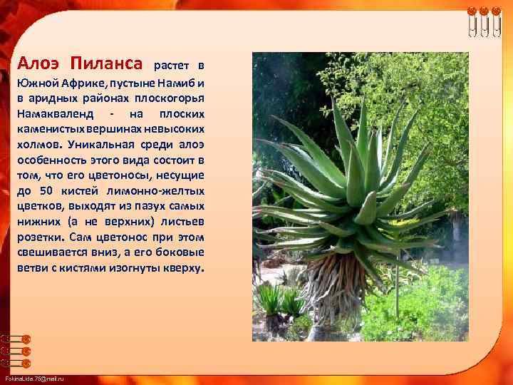 Алоэ Пиланса растет в Южной Африке, пустыне Намиб и в аридных районах плоскогорья Намакваленд