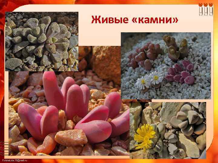 Живые «камни» Fokina. Lida. 75@mail. ru 