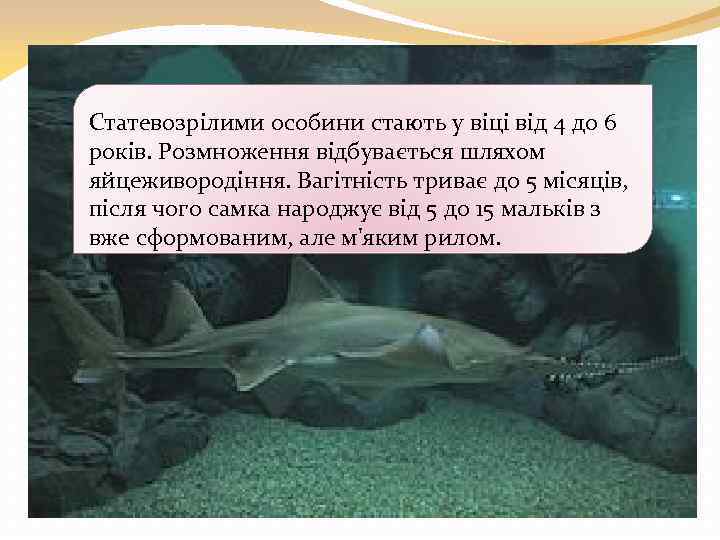 Статевозрілими особини стають у віці від 4 до 6 років. Розмноження відбувається шляхом яйцеживородіння.