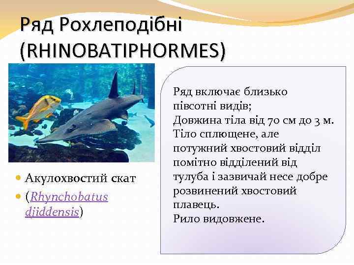 Ряд Рохлеподібні (RHINOBATIPHORMES) Акулохвостий скат (Rhynchobatus djiddensis) Ряд включає близько півсотні видів; Довжина тіла