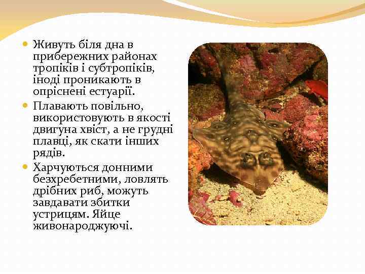  Живуть біля дна в прибережних районах тропіків і субтропіків, іноді проникають в опріснені