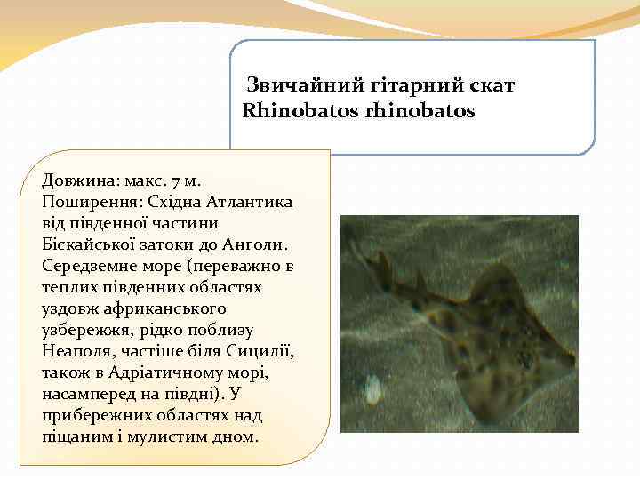 Звичайний гітарний скат Rhinobatos rhinobatos Довжина: макс. 7 м. Поширення: Східна Атлантика від південної