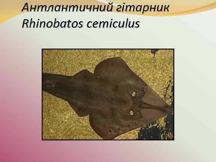 Антлантичний гітарник Rhinobatos cemiculus 