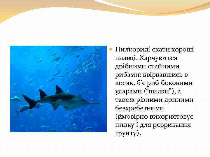  Пилкорилі скати хороші плавці. Харчуються дрібними стайними рибами: ввірвавшись в косяк, б’є риб