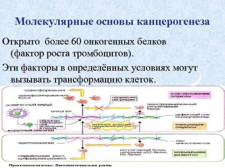 Молекулярные основы канцерогенеза Открыто более 60 онкогенных белков (фактор роста тромбоцитов). Эти факторы в