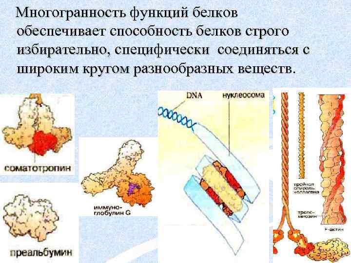 Многогранность функций белков обеспечивает способность белков строго избирательно, специфически соединяться с широким кругом разнообразных