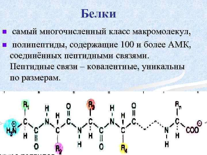 Белки самый многочисленный класс макромолекул, n полипептиды, содержащие 100 и более АМК, соединённых пептидными