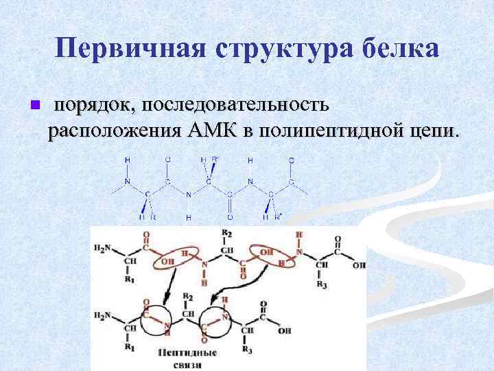 Первичная структура белка n порядок, последовательность расположения АМК в полипептидной цепи. 