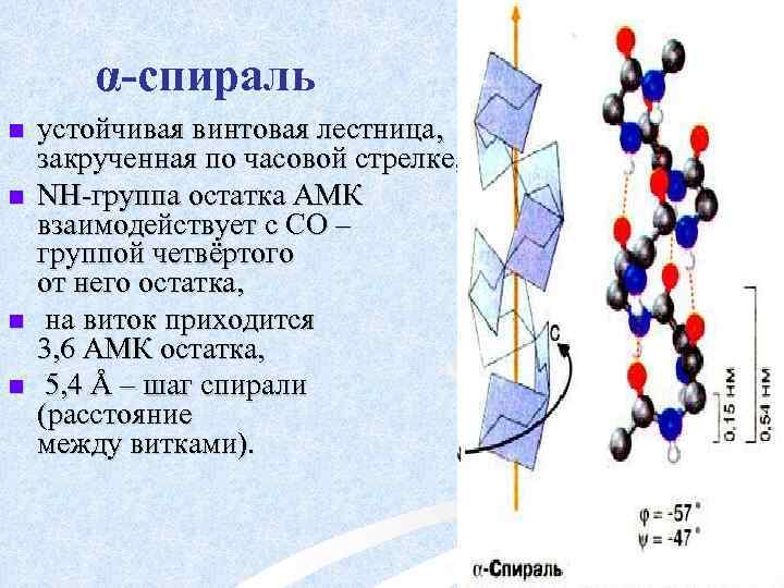 α-спираль n n устойчивая винтовая лестница, закрученная по часовой стрелке, NН-группа остатка АМК взаимодействует