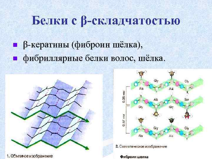 Белки с β-складчатостью n n β-кератины (фиброин шёлка), фибриллярные белки волос, шёлка. 