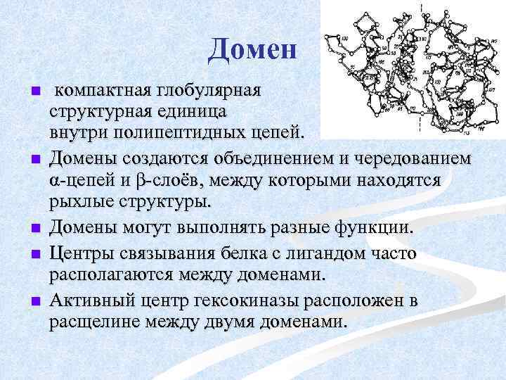 Домен n n n компактная глобулярная структурная единица внутри полипептидных цепей. Домены создаются объединением