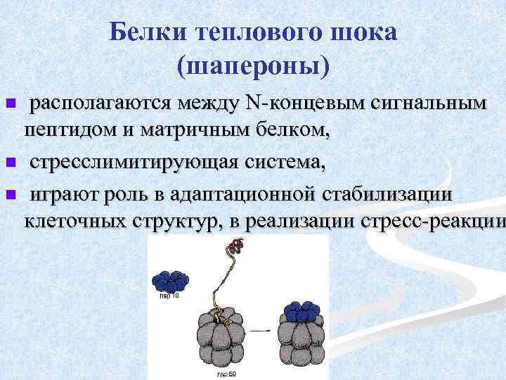 Белки теплового шока (шапероны) располагаются между N-концевым сигнальным пептидом и матричным белком, n стресслимитирующая