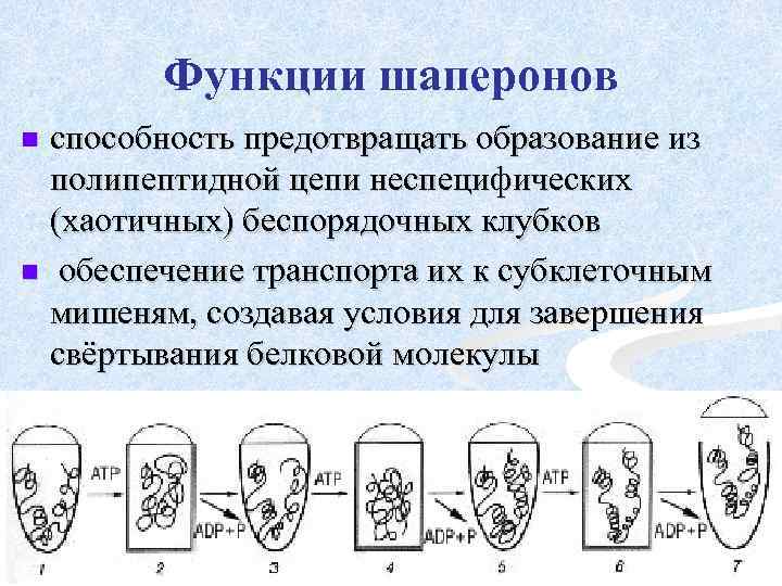 Функции шаперонов способность предотвращать образование из полипептидной цепи неспецифических (хаотичных) беспорядочных клубков n обеспечение