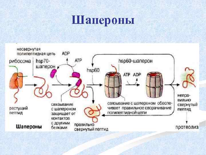 Шапероны 