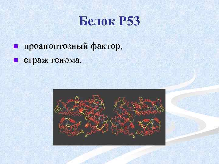 Белок Р 53 n n проапоптозный фактор, страж генома. 