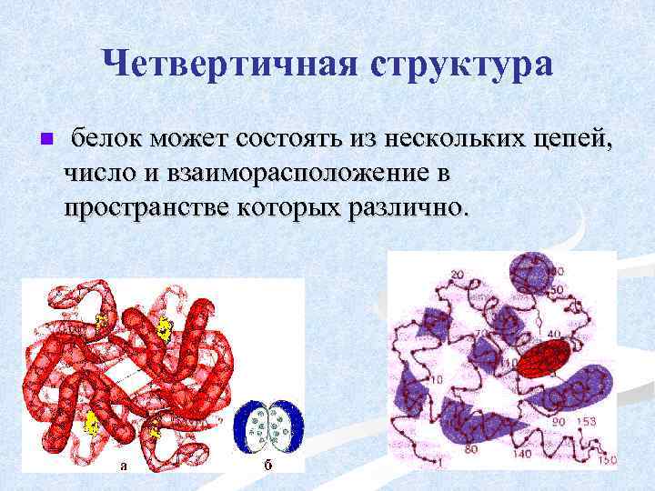 Четвертичная структура n белок может состоять из нескольких цепей, число и взаиморасположение в пространстве