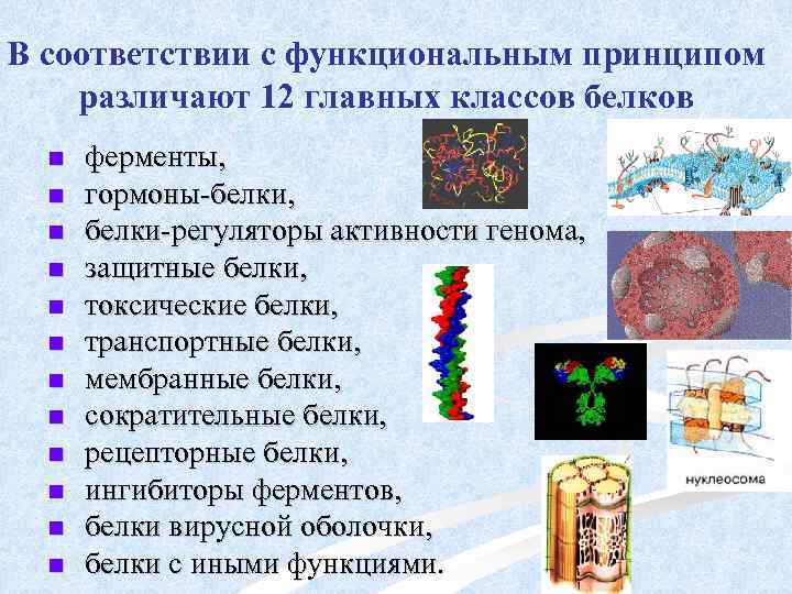 В соответствии с функциональным принципом различают 12 главных классов белков n n n ферменты,