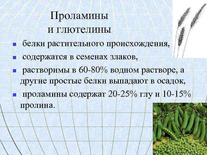 Проламины и глютелины n n белки растительного происхождения, содержатся в семенах злаков, растворимы в