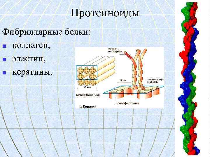 Протеиноиды Фибриллярные белки: n коллаген, n эластин, n кератины. 
