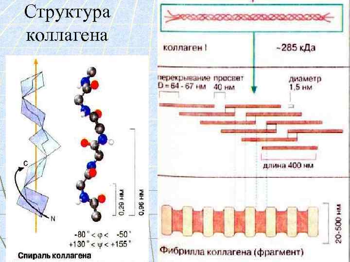 Структура коллагена 